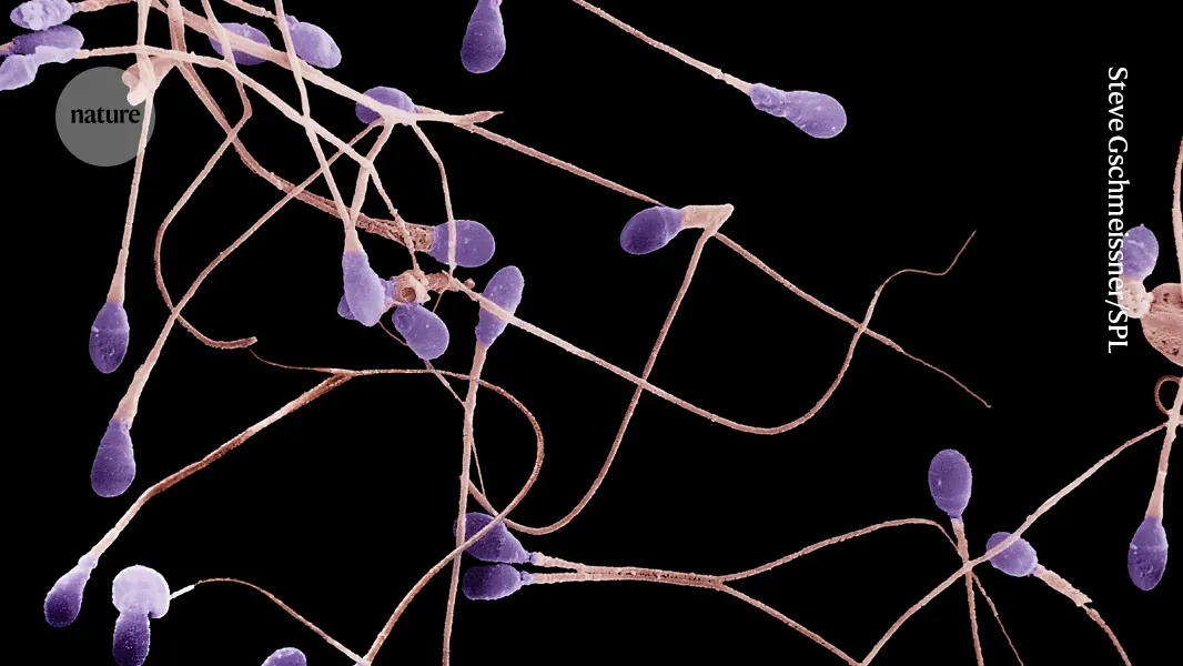 Sperm quality improves in people taking potent obesity drugs