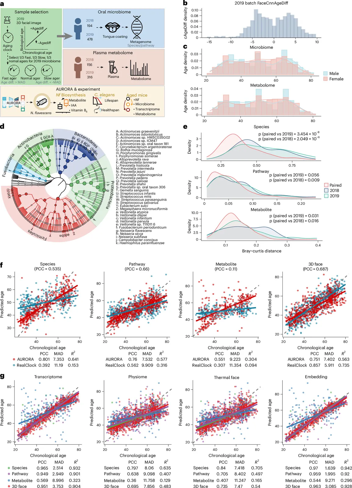 Multi-modality profiling identifies Neisseria flavescens as a central geroprotective oral commensal in humans