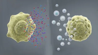 Untangling Differences in Senescent Cellular Signaling