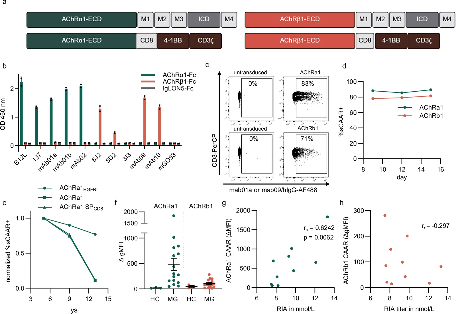 Bispecific chimeric autoantibody receptor T cells eliminate acetylcholine receptor-specific B cells in myasthenia gravis models