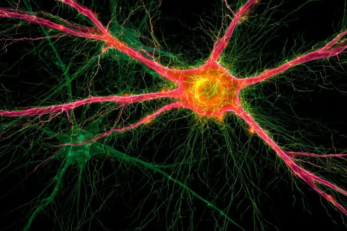 Lipid Molecule Slows Progressive Retinal Degeneration