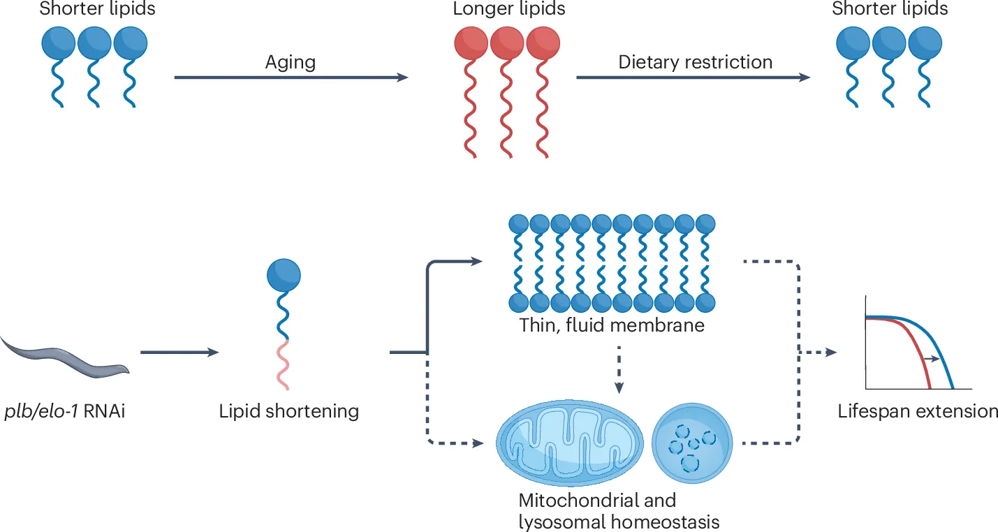 Lipid elongation as a hallmark of aging