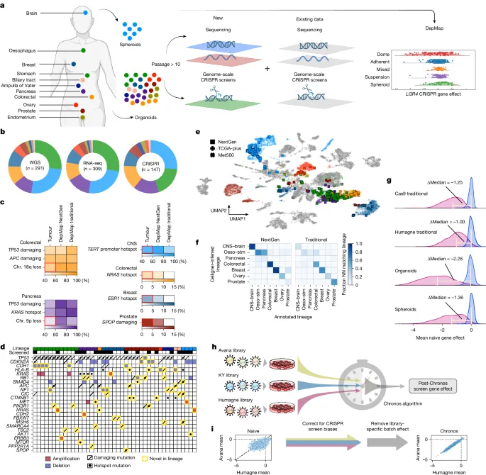 A dependency map enhanced with next-generation 3D cancer models - Nature