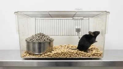 Late-Life GLP-1 Treatment Increases Lifespan in Female Mice