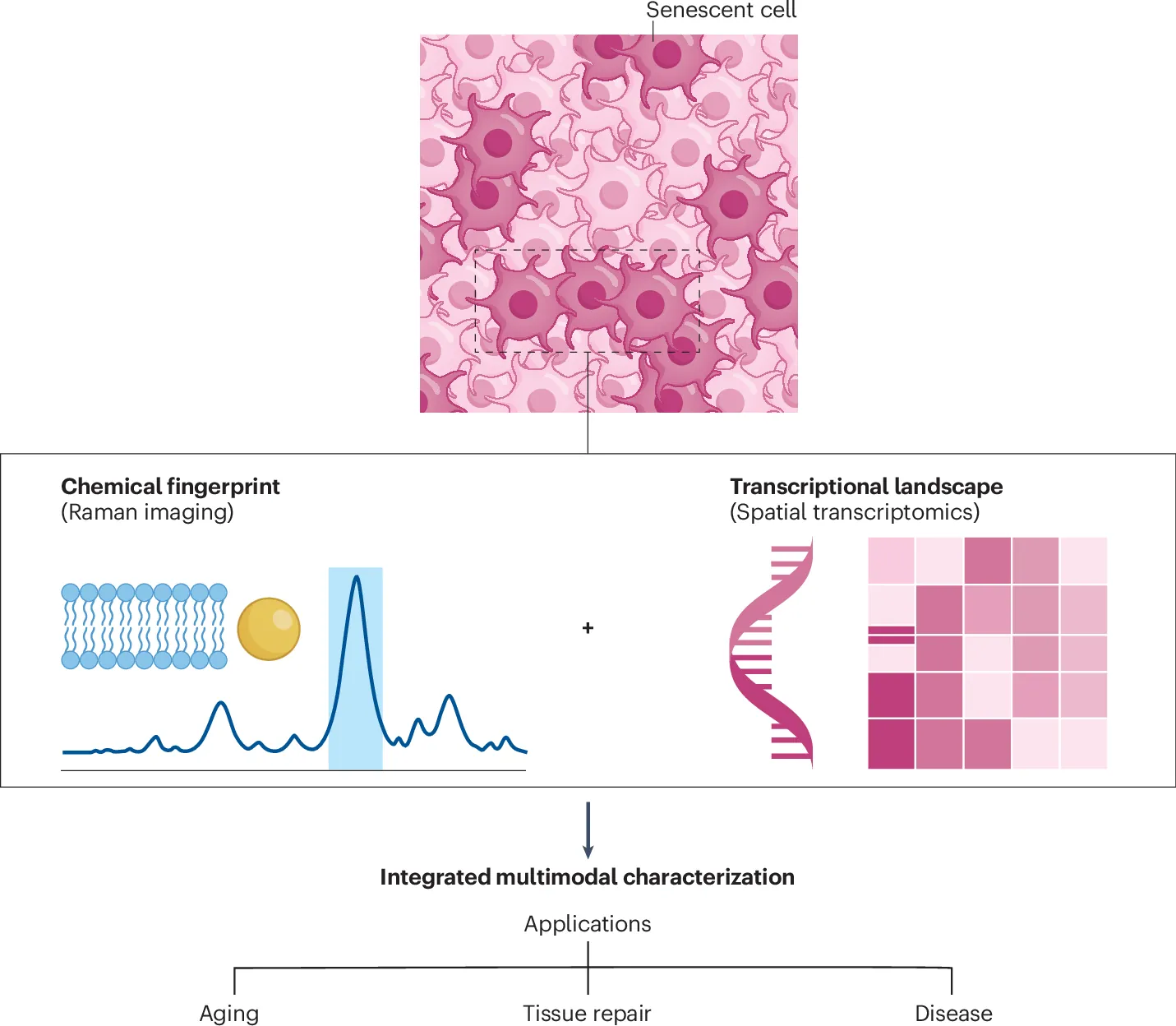 The chemical fingerprint of cellular senescence