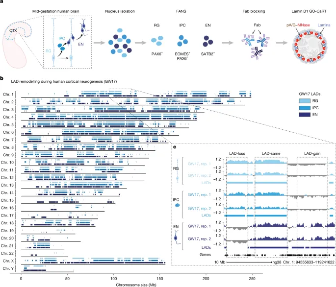 Subnuclear genome compartmentalization controls bivalent chromatin activity - Nature