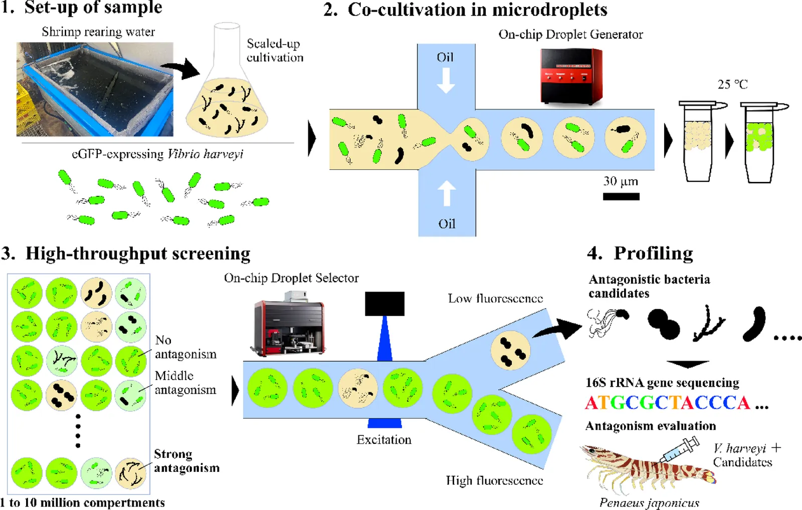 Microdroplet-based high-throughput screening for antagonistic bacteria targeting penaeid shrimp pathogenic Vibrio harveyi