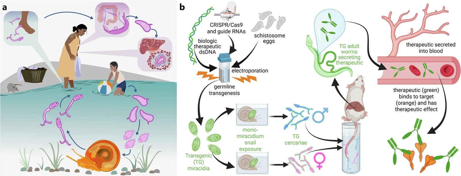 Heritable transgenic schistosomes as a living platform for SARS-CoV-2 neutralizing antibody secretion
