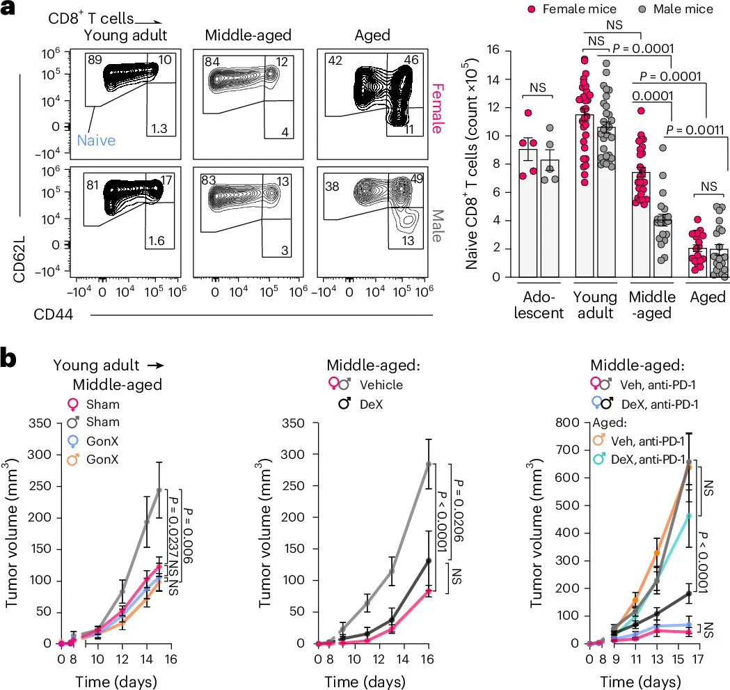 Naive T cell decline limits cancer immunity in middle-aged male mice