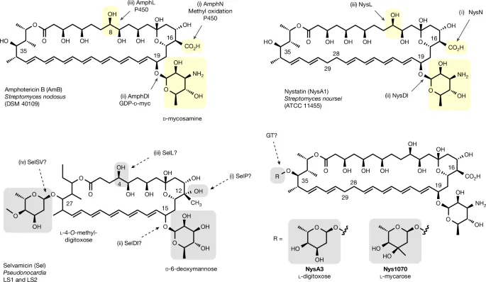 Enzymatic glycosylation and amidation reshapes polyene bioactivity - Nature