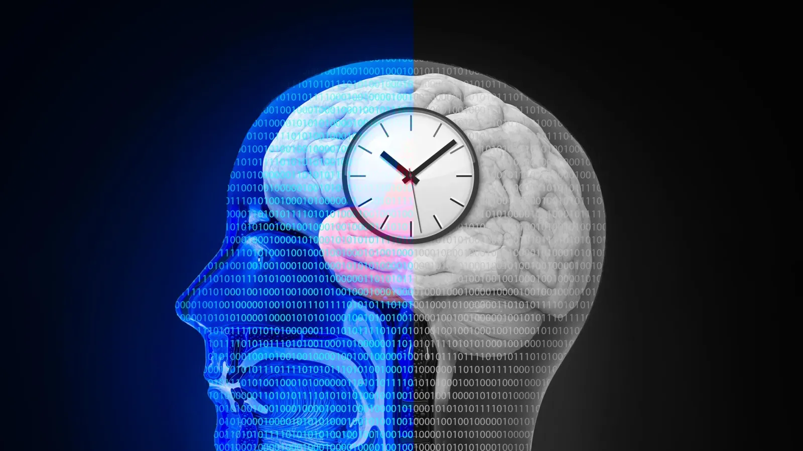 Resetting the body clock could help the brain recover after stroke