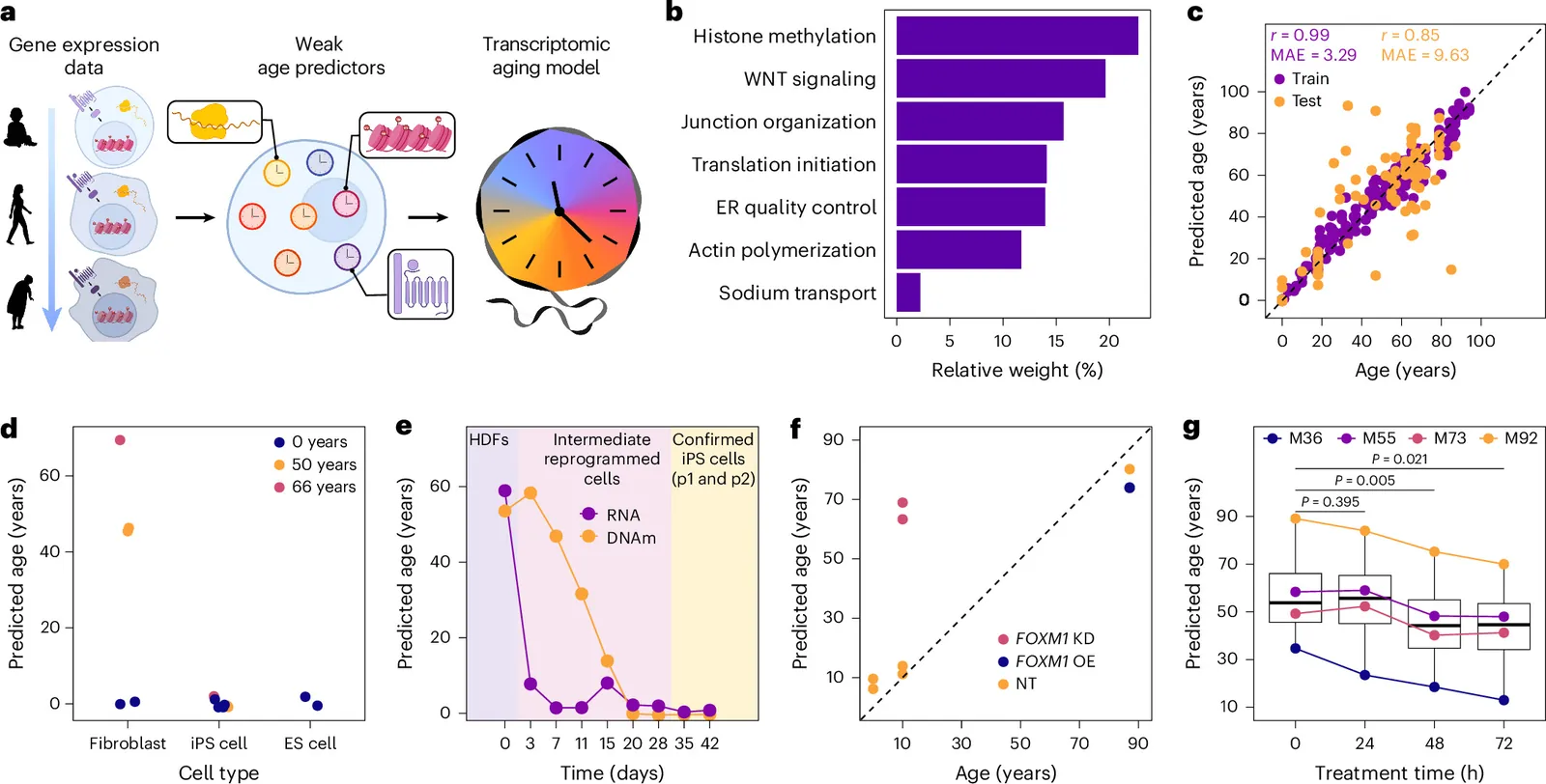 Transcriptomic reprogramming screen identifies SRSF1 as a regulator of aging