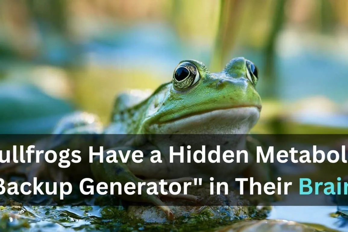 Bullfrog Brains Produce Their Own Emergency Fuel When Glucose Runs Out