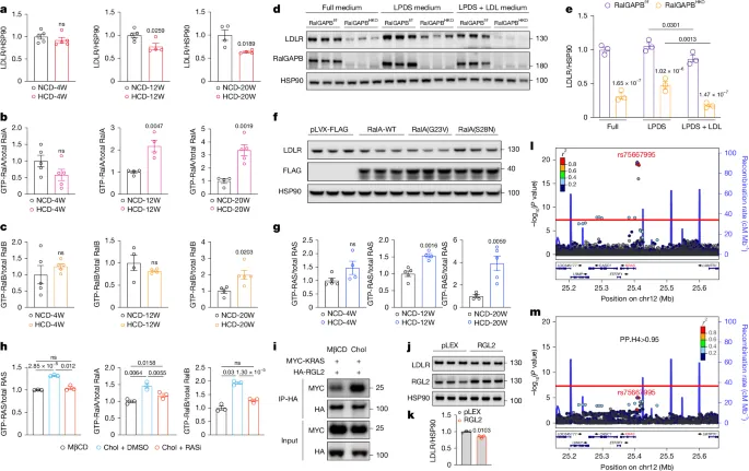 Dietary cholesterol activates a Ral-dependent pathway driving LDLR turnover - Nature
