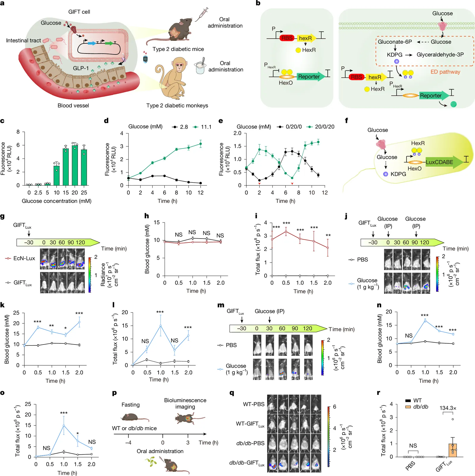Glucose-responsive probiotics for glycaemic modulation in mice and monkeys