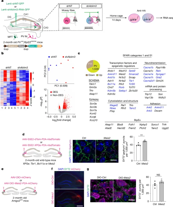 Procognitive restoration of PV neuron plasticity in neurodevelopmental disorders - Nature