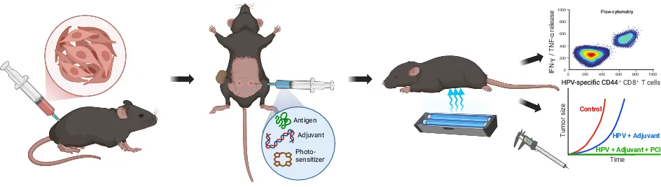 Photochemical internalization enhances in vivo immunity to peptide‑ and protein‑based vaccines with synthetic dsRNA adjuvants