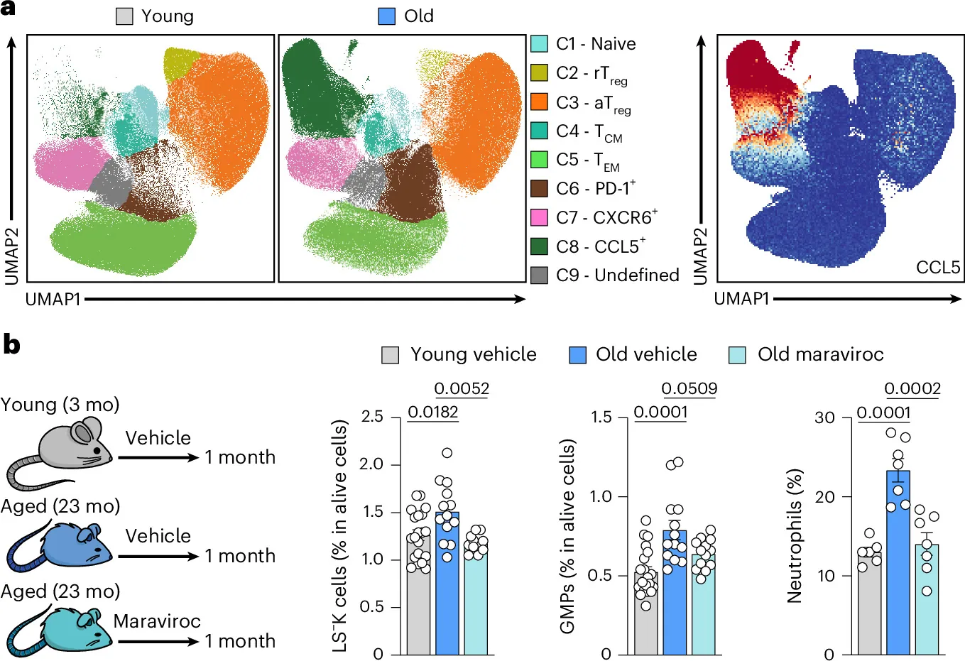 Cytotoxic CD4 + T cells support age-associated myelopoiesis