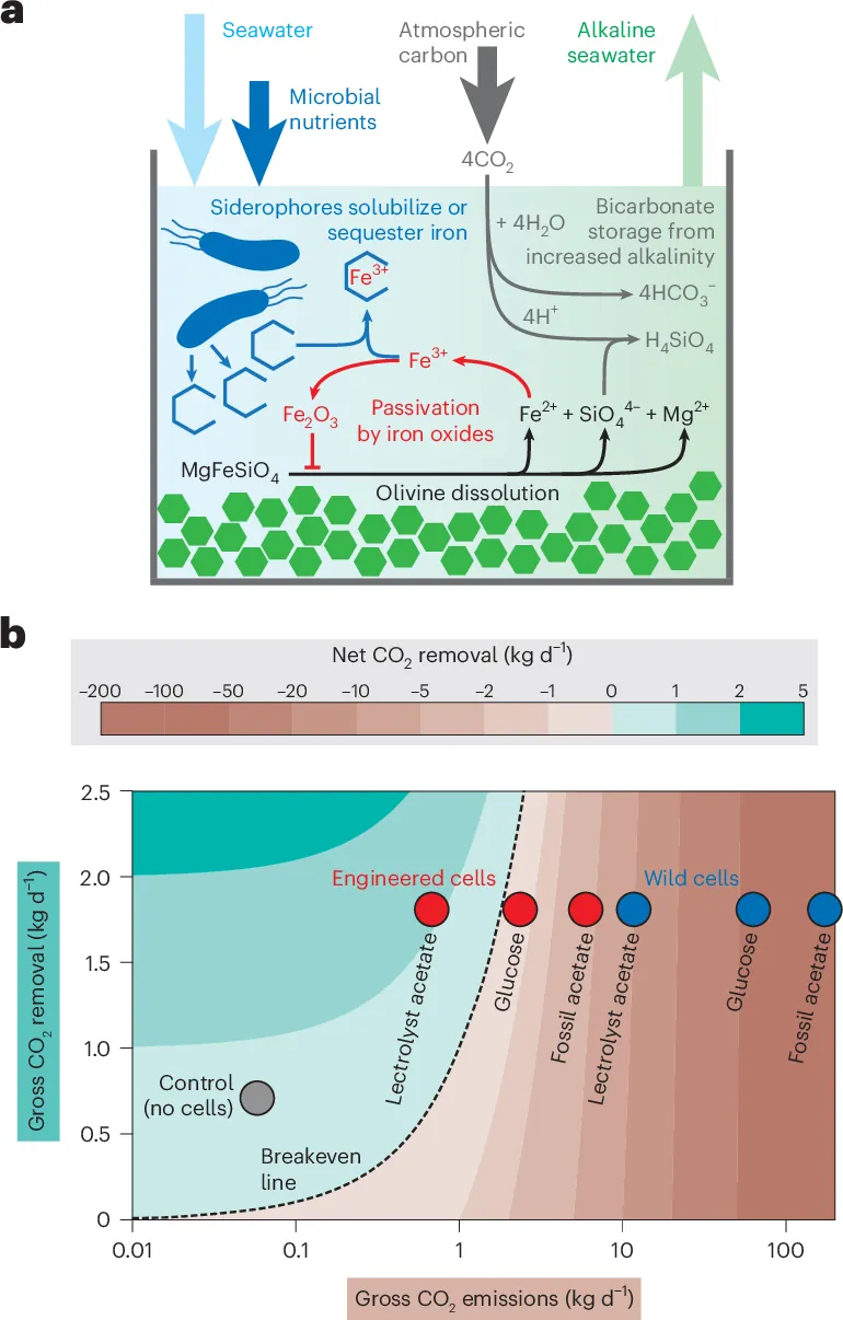 Accelerating natural CO2 removal from the atmosphere with ocean bacteria