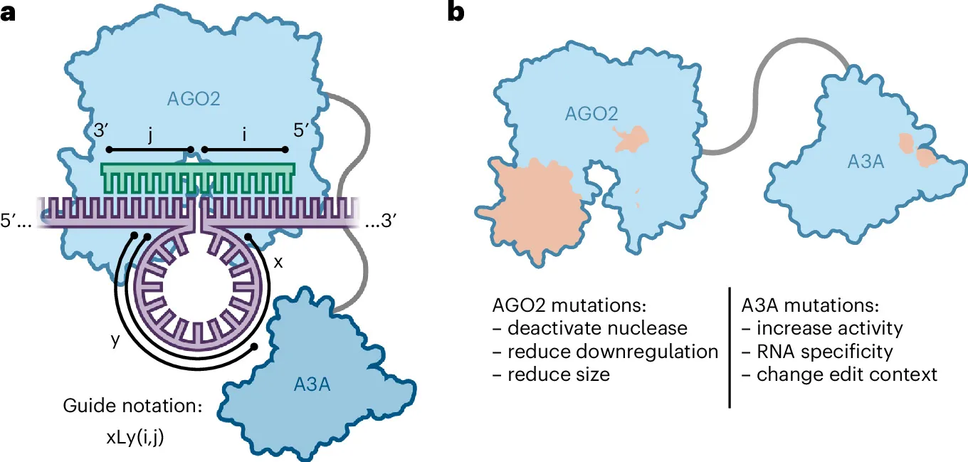 Human Argonaute 2 is a programmable targeting domain for RNA editing