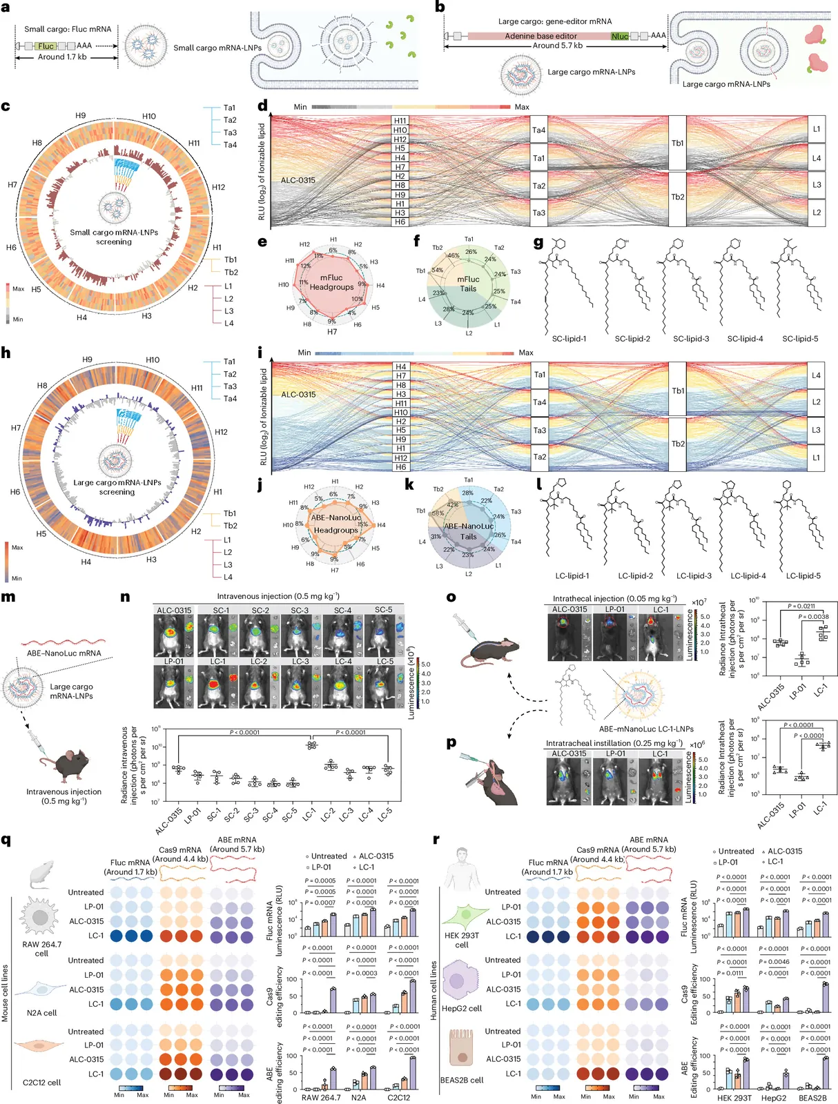 Lipid nanoparticles optimized for large RNA cargo and tissue targeting enhance in vivo genome editing
