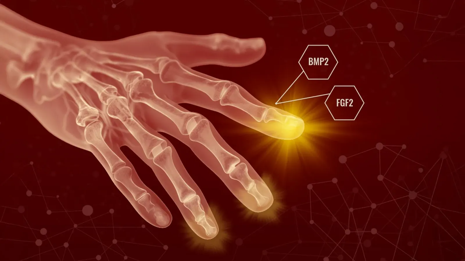 Humans may have hidden regenerative powers (Science Daily - Health & Medicine)