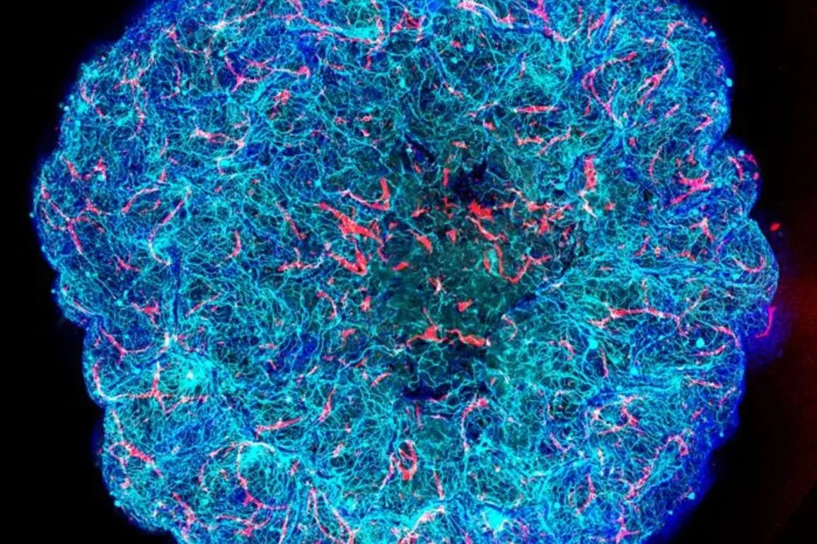 APOE4 Damages Brain Vessels and Halts Waste Disposal