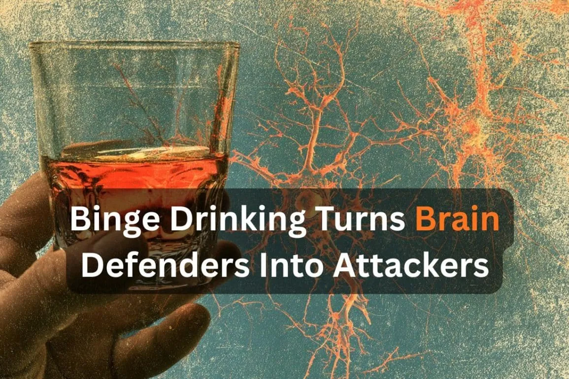 Alcohol Tricks Brain Cells Into Destroying Themselves
