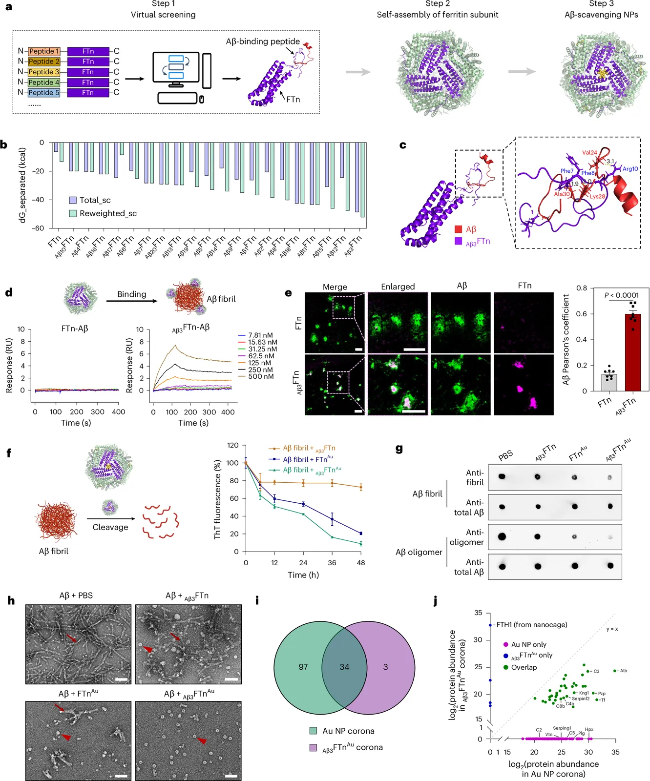 Computationally guided design of bioactive nanostructures for targeted clearance of amyloid-β aggregates in Alzheimer’s disease