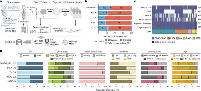 A tumour-derived organoid biobank maps cancer gene dependencies - Nature