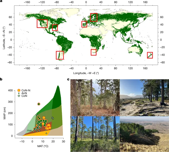 Pines grow faster and are more drought resilient in the Southern Hemisphere - Nature