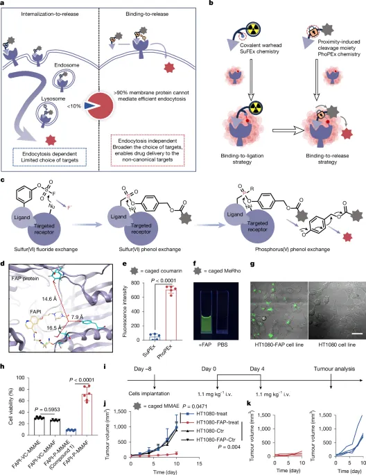 A binding-to-release strategy for targeted anticancer drug delivery - Nature