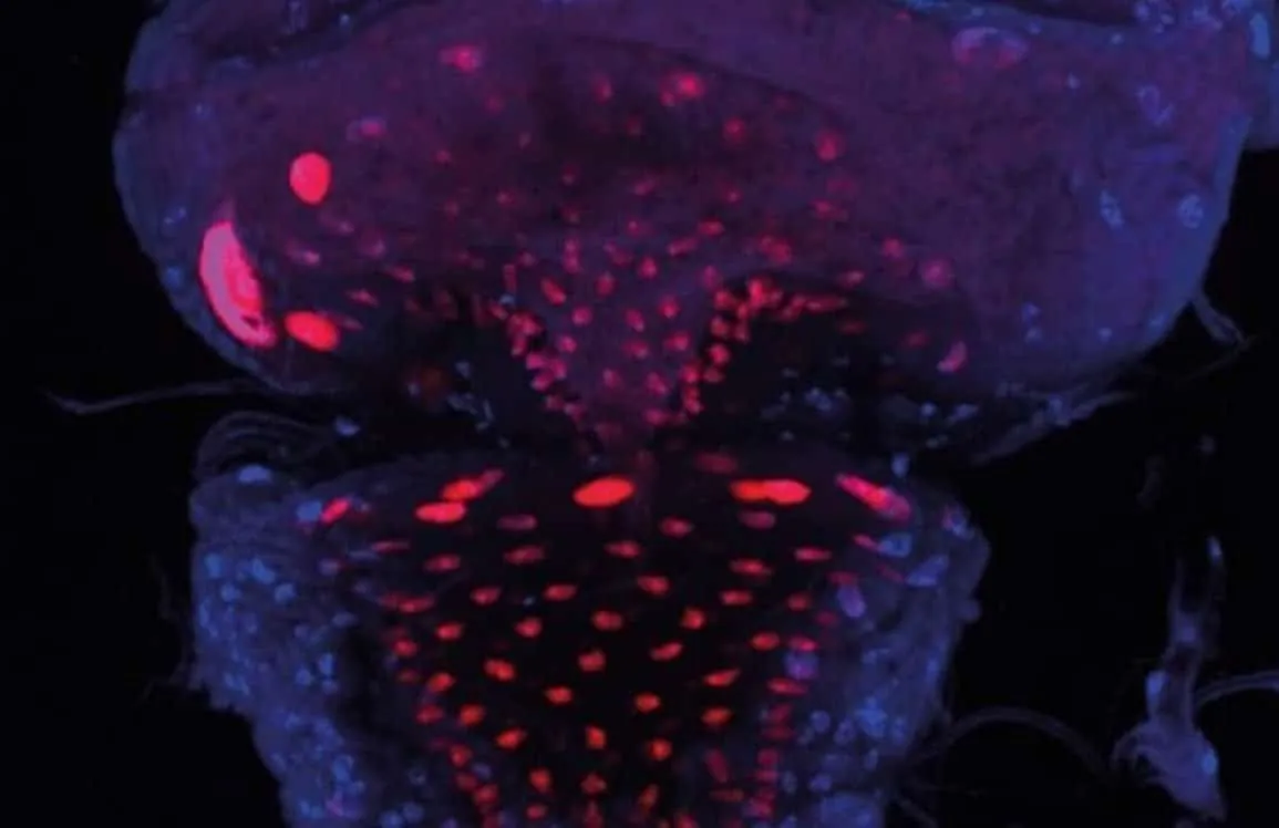 Gut Blockage Linked to Prolonged Sleep and Food Avoidance