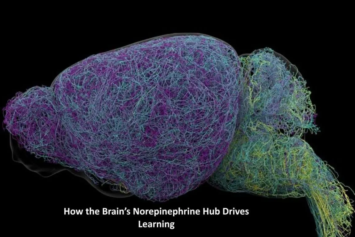 Brain’s “Blue Place” Rewrites How Norepinephrine Drives Learning