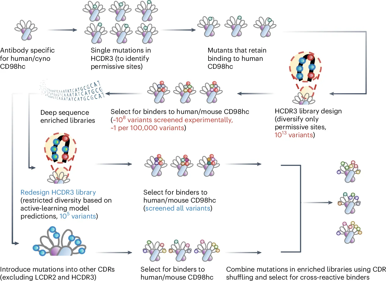 Engineering bispecific antibodies for brain delivery of biotherapeutics in multiple species
