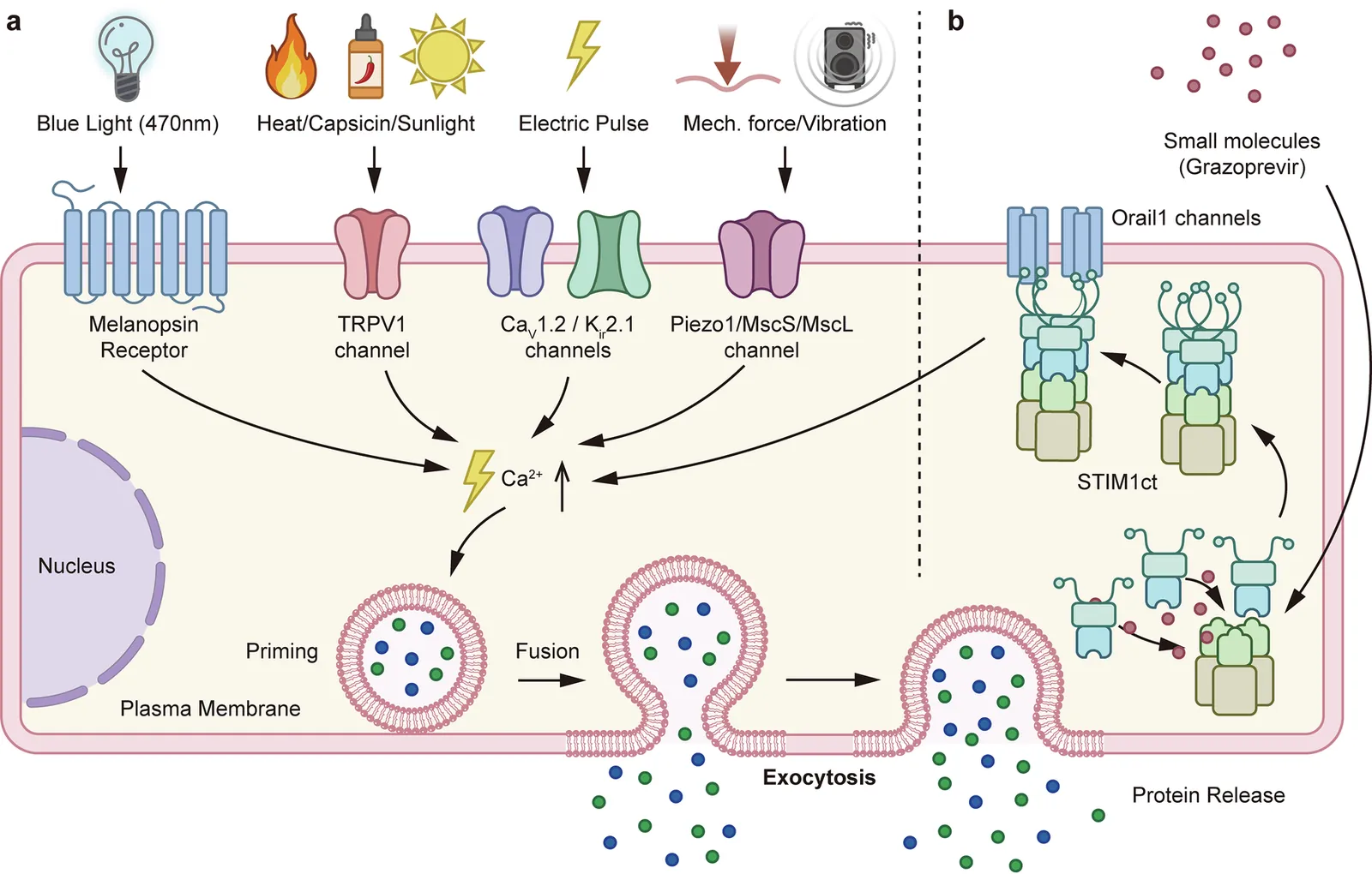 Beyond ER-Golgi trafficking: unconventional protein secretion as a new design frontier for synthetic secretion switches in mammalian cells