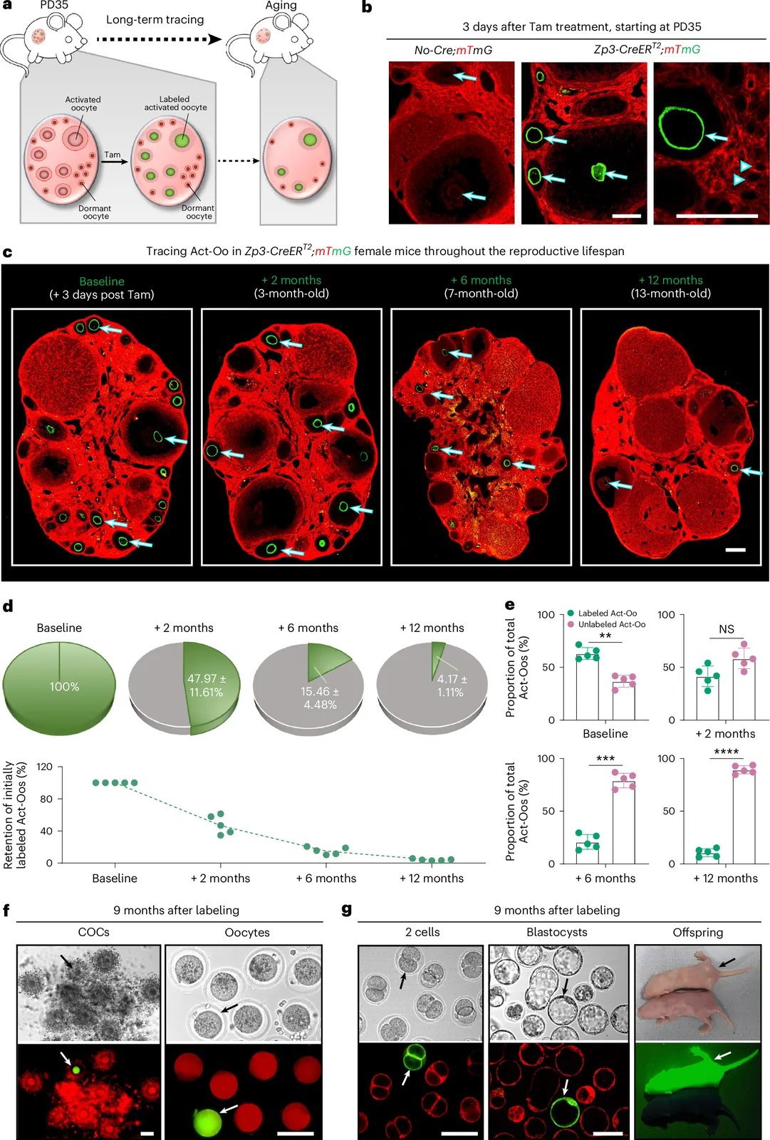 Heterogeneity in secondary follicle development buffers the lifespan of activated oocytes to optimize female fertility in mice
