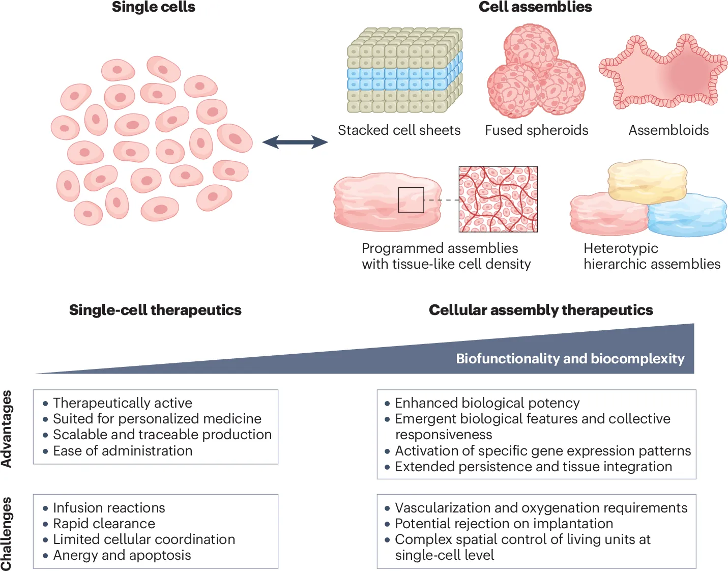 Cellular assemblies as living therapeutics