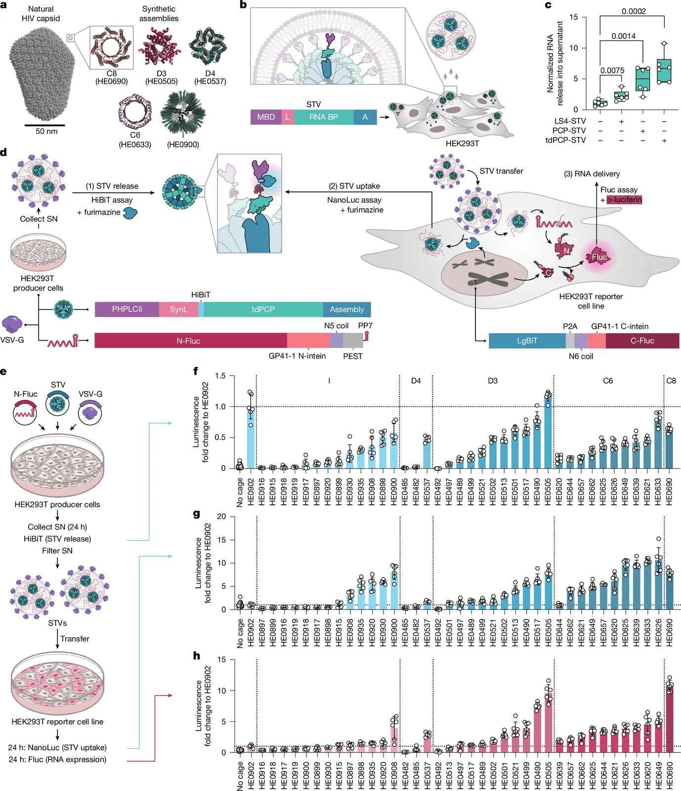 Creating bottom-up RNA transfer vehicles from synthetic protein assemblies