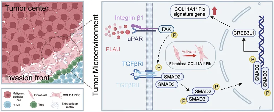 The PLAU-ITGB1-TGF-β axis orchestrates spatiotemporal reprogramming of fibroblasts at the invasive front to drive dual immunosuppressive niche and immunotherapy resistance in oral squamous cell carcinoma