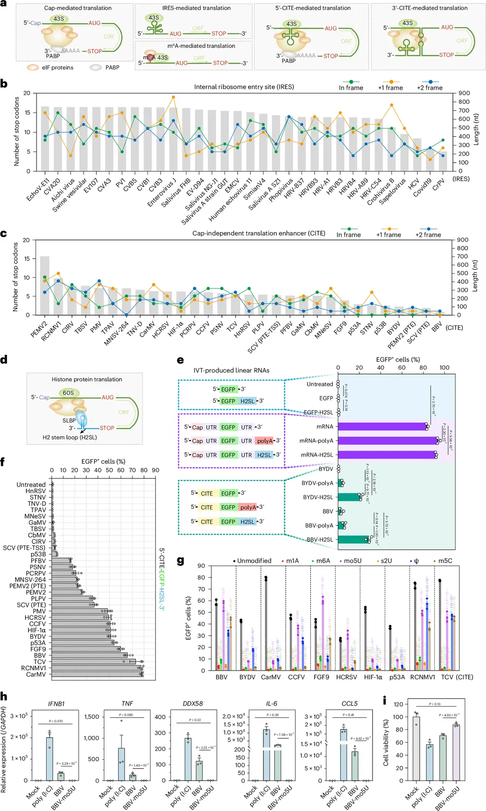 Engineered circular RNA compatible with complete nucleoside modification and rolling circle translation through a Cap-independent translation enhancer