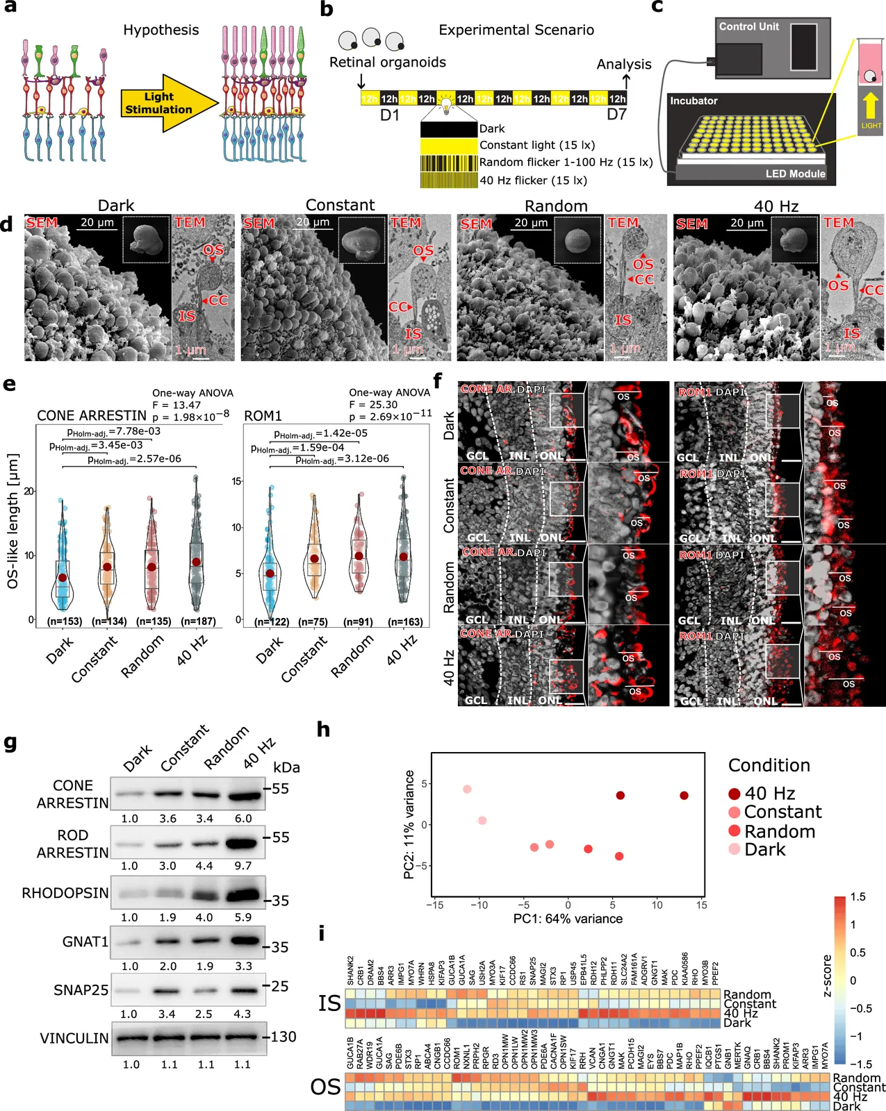 Photostimulation improves maturation of human photoreceptors