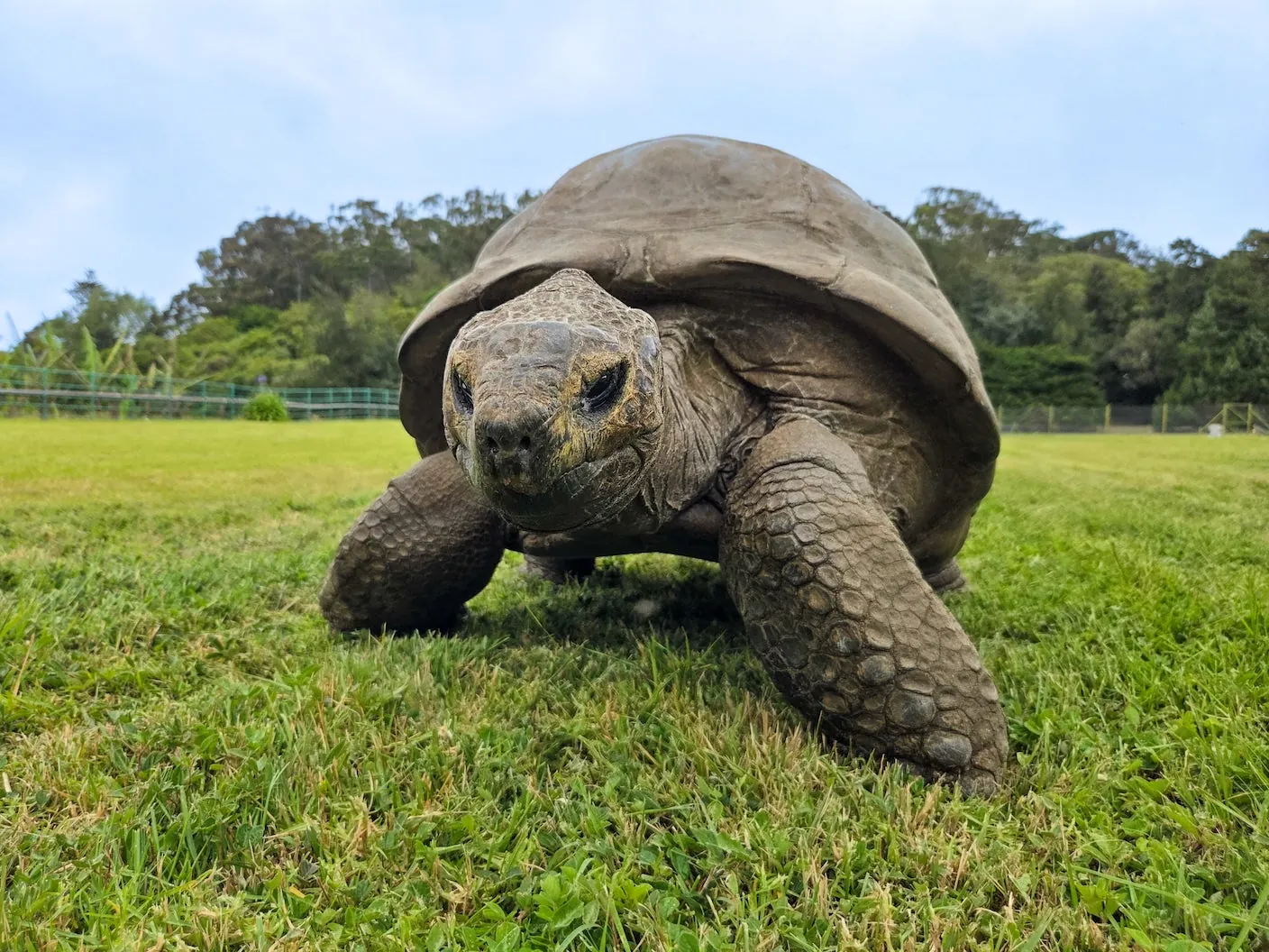 The Oldest Living Land Animal Is 194. Now DNA May Reveal the Secret to His Longevity.