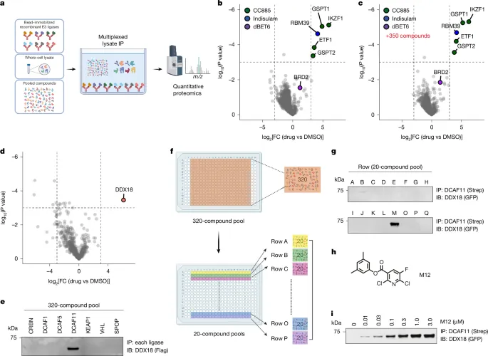 DCAF11-dependent molecular glue degrader activated by glutathionylation - Nature