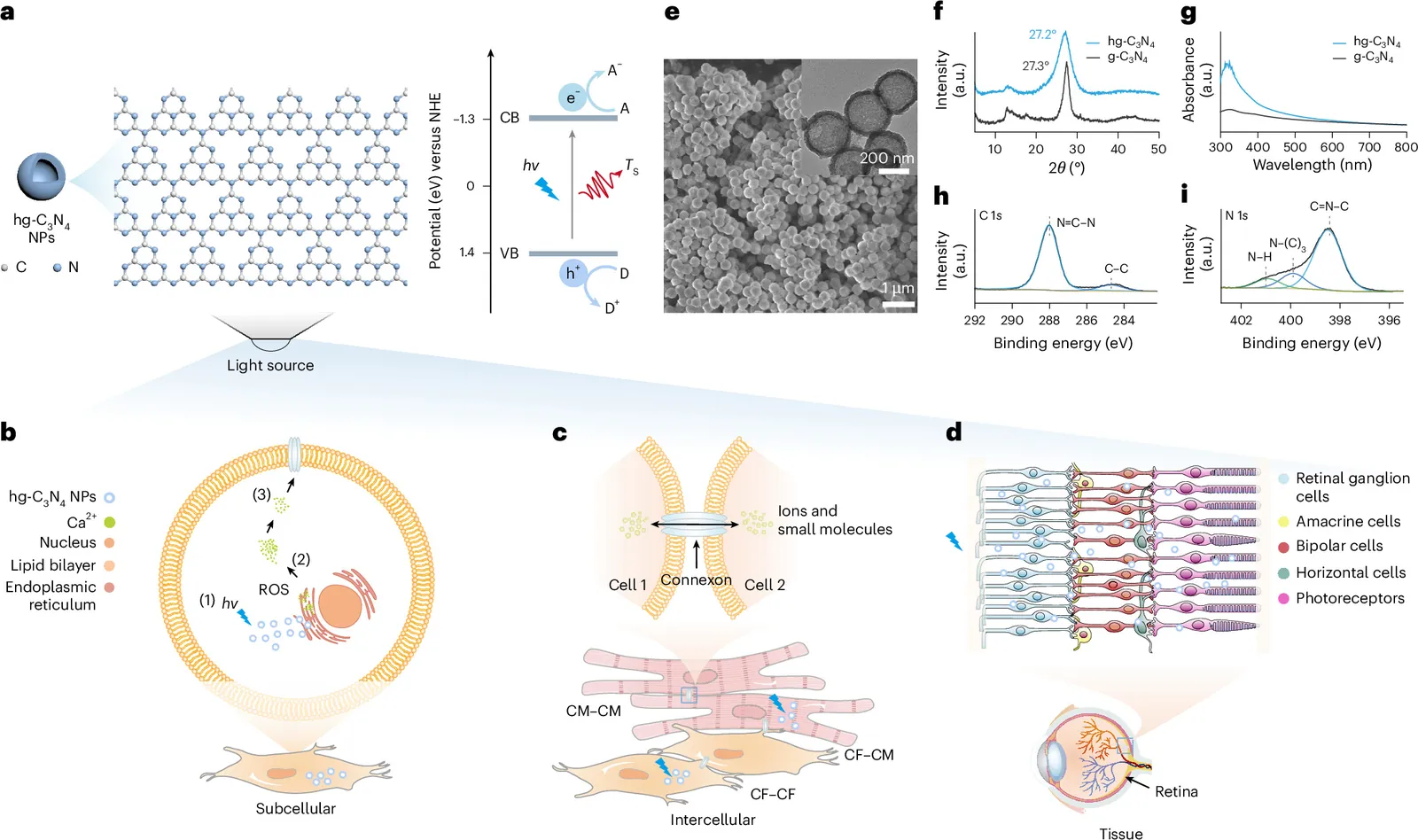 Biomimetic graphitic carbon nitride nanoparticles for multiscale photomodulation and therapeutic intervention