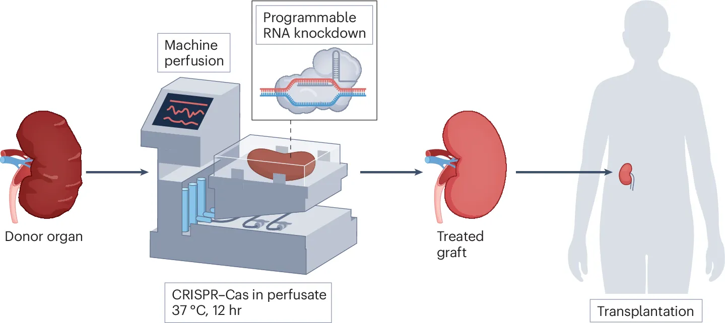 CRISPR-based ex vivo gene editing of donor organs