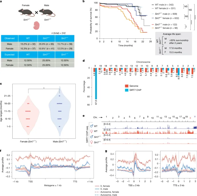 SIRT7 regulates dosage compensation and safeguards the female X chromosome - Nature