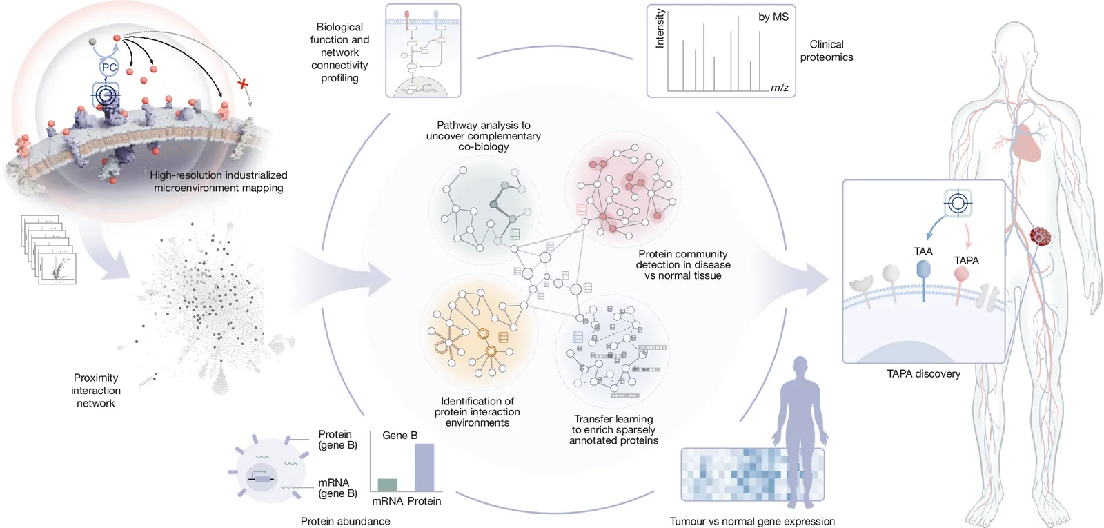 Proximity-guided graph learning reveals tumour-associated proximity antigens
