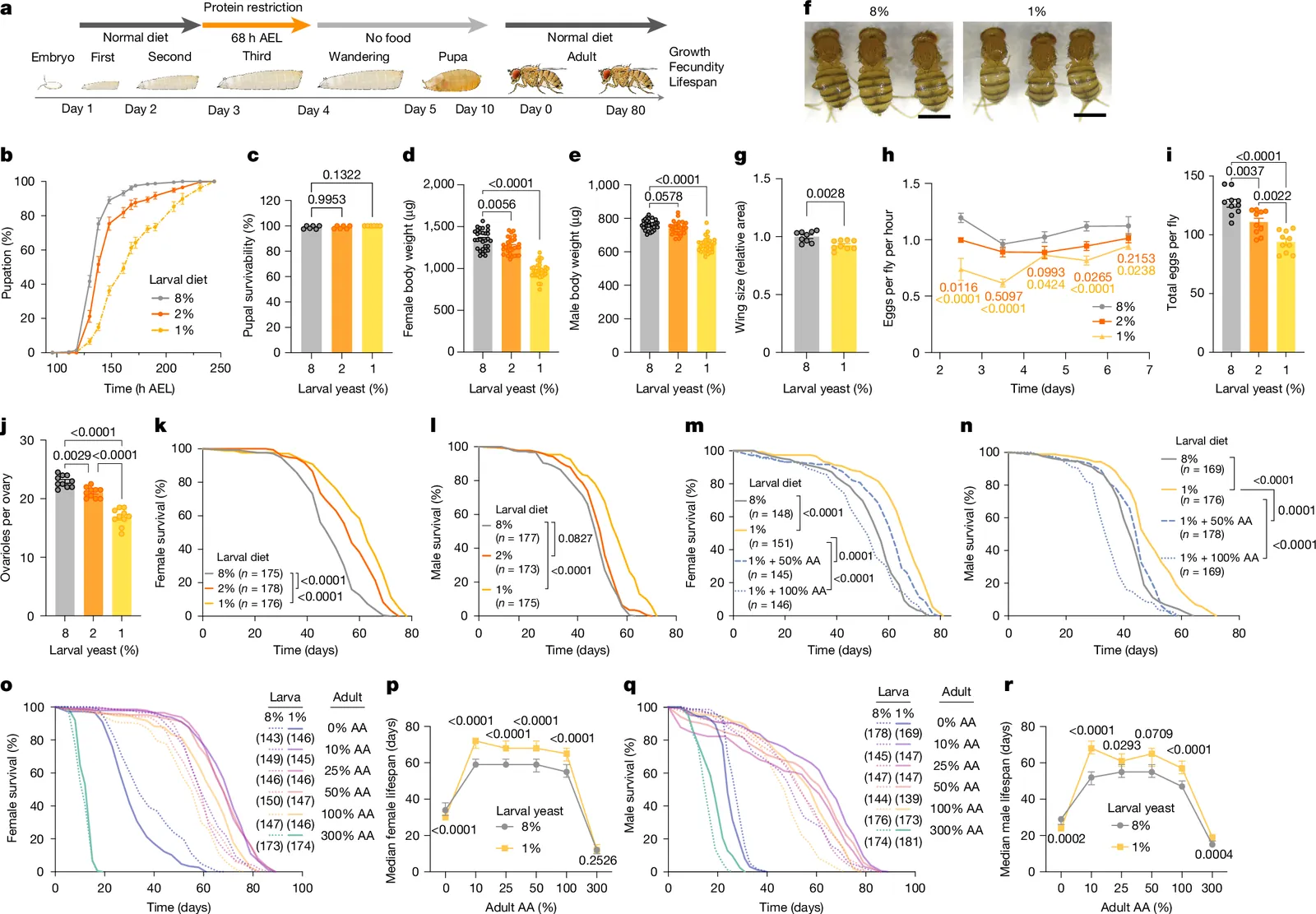 Lsp2 links early-life diet to adult translation and lifespan in Drosophila