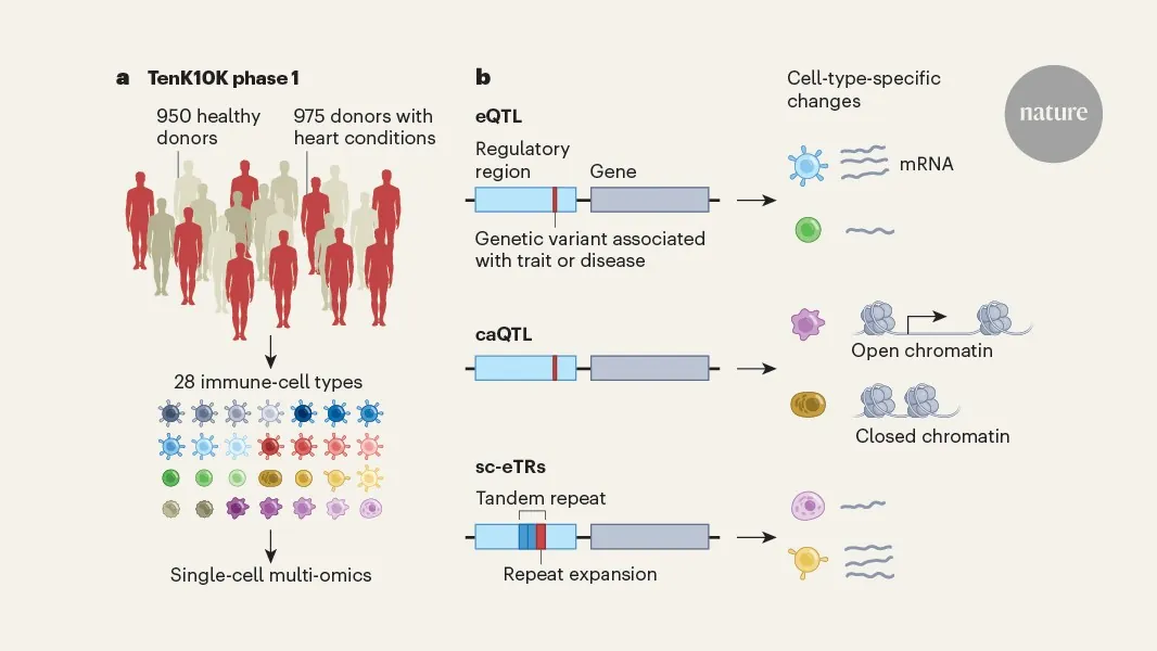 Genetic variants that alter gene regulation in specific cell types are closely tied to disease